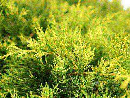 Можжевельник китайский (juniperus chinensis)