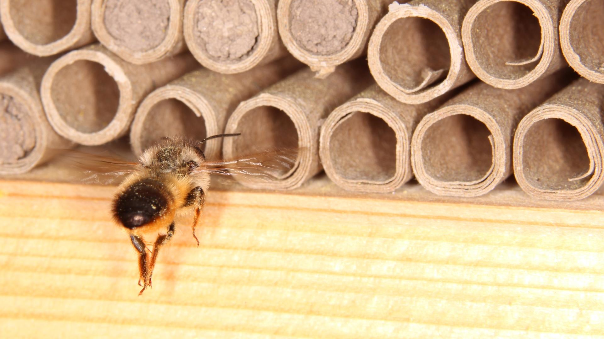 Пчела плотник  фото, описание, ареал, питание, враги