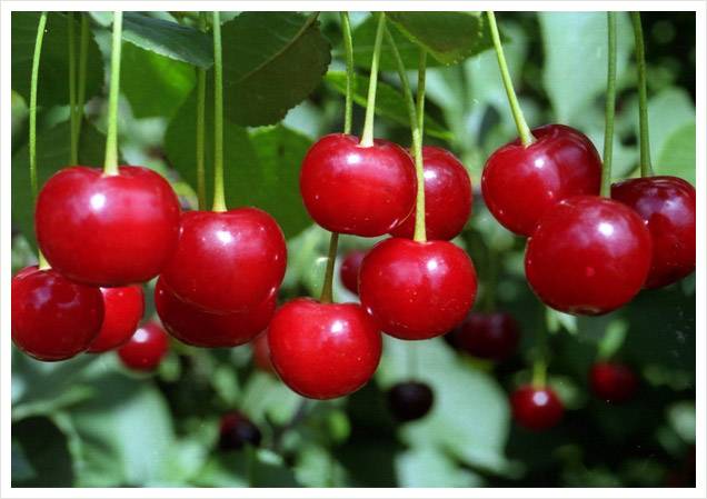 О сортах вишни для Ярославской области: какой посадить (выбрать самый хороший)