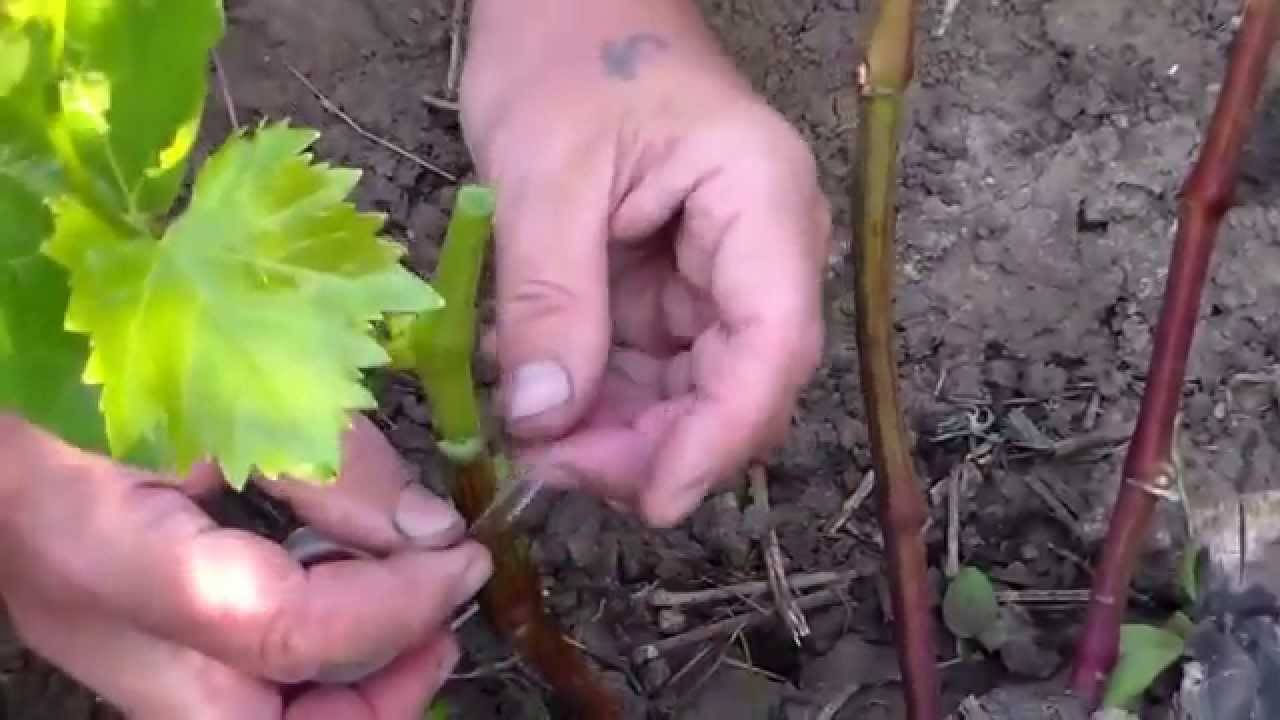 Виноград в сибири: особенности посадки и ухода