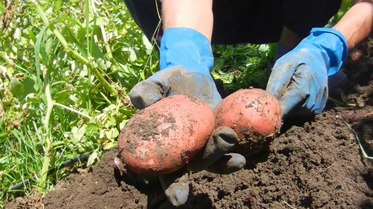 Описание картофеля беллароза: плюсы и минусы, агротехника, реальные отзывы