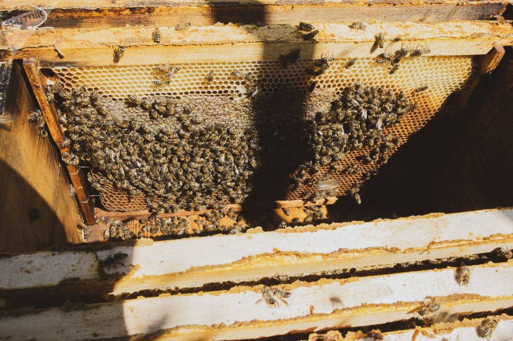 Почему алтайский пчеловод продает мед только в канаду и как устроена его пасека