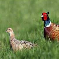 Разведение фазанов в домашних условиях – содержание и уход