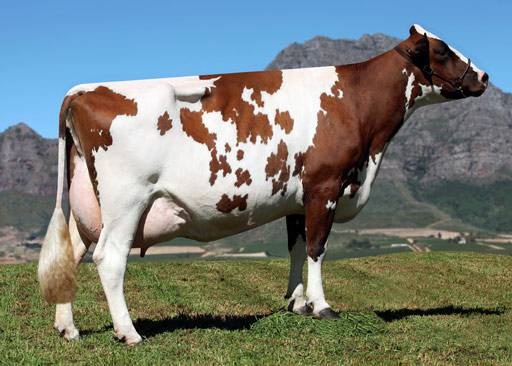 Айрширская порода коров: описание, характеристики и отзывы