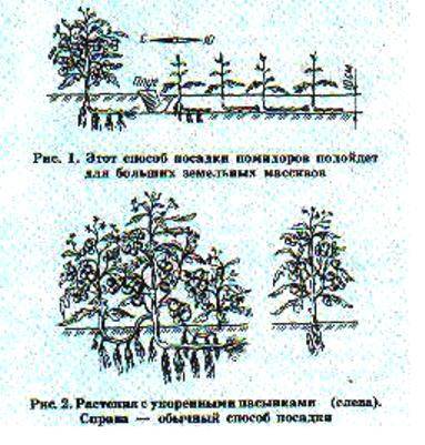 Посадка гнездовым способом. Гнездовой способ посадки томатов. Квадратно-гнездовой способ посадки помидор.