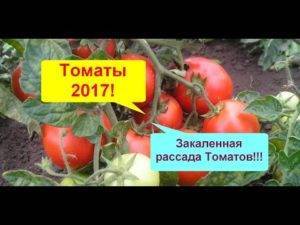 Янтарная кислота для рассады томатов: как использовать