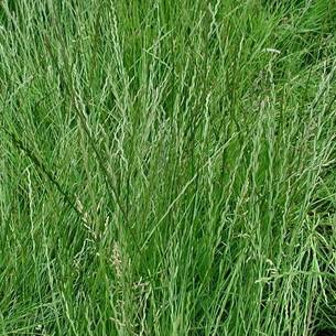 Выбираем лучший вид газонной травы для бархатистого и красивого газона