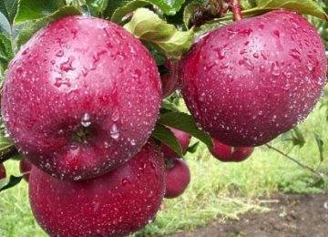 Яблоня лобо - описание и характеристика сорта, посадка