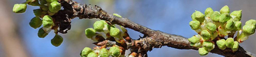 Проблемы засыхания вишни: пути решения