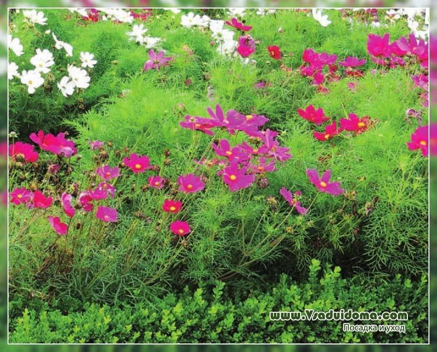Космея махровая (33 фото): выращивание цветов из семян. когда сажать? оранжевые и желтые разновидности космеи