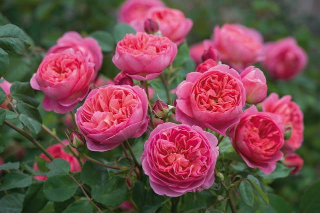 О розе Боскобель (Boscobel): описание и характеристики сорта роз Остина