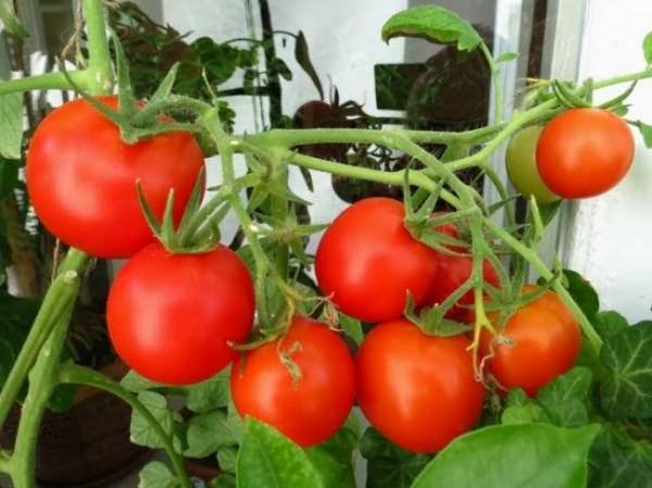 Как и чем удобрять томаты? первые и последующие подкормки для рассады помидоров