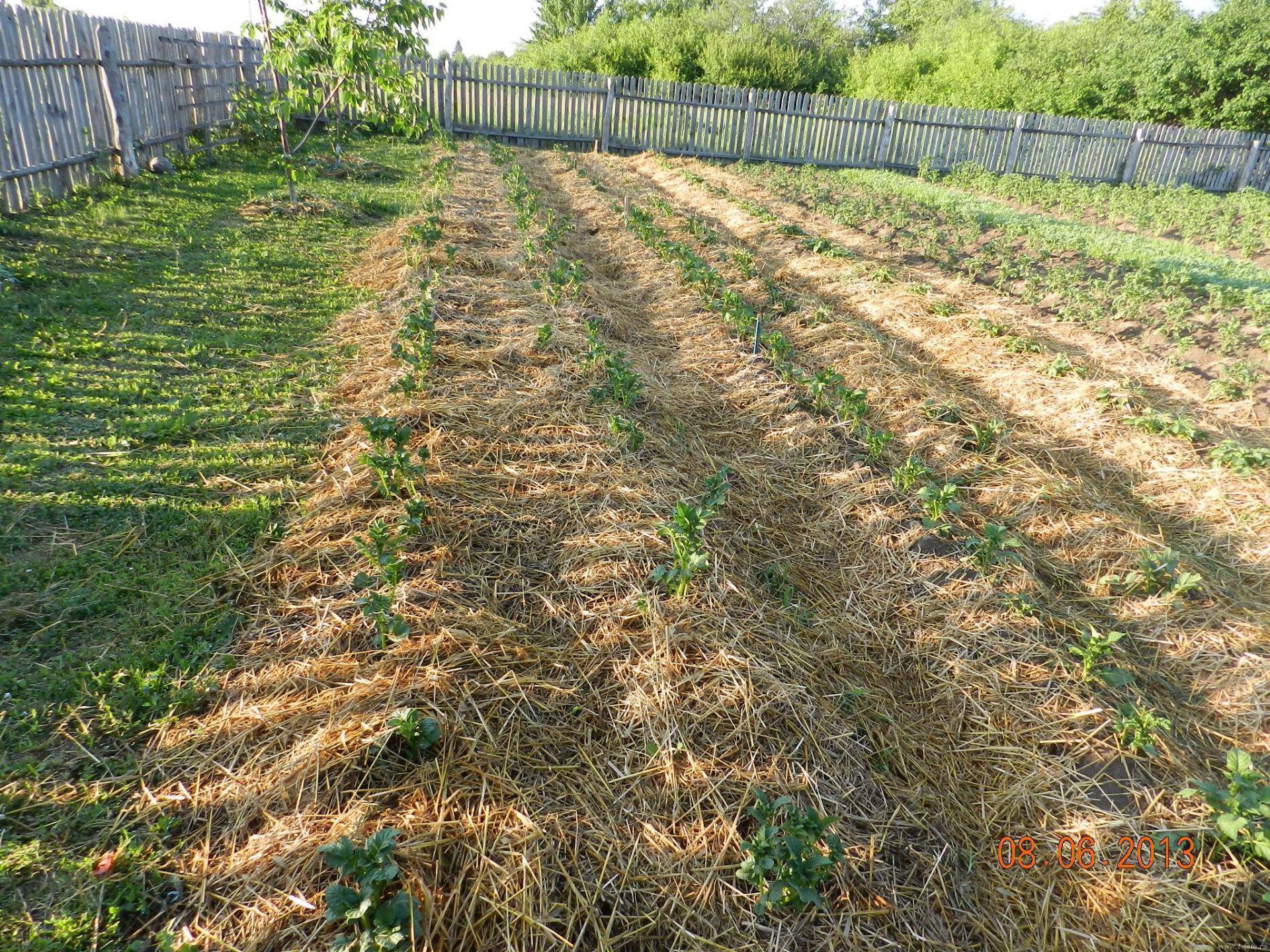 Выращивание картофеля под соломой или сеном