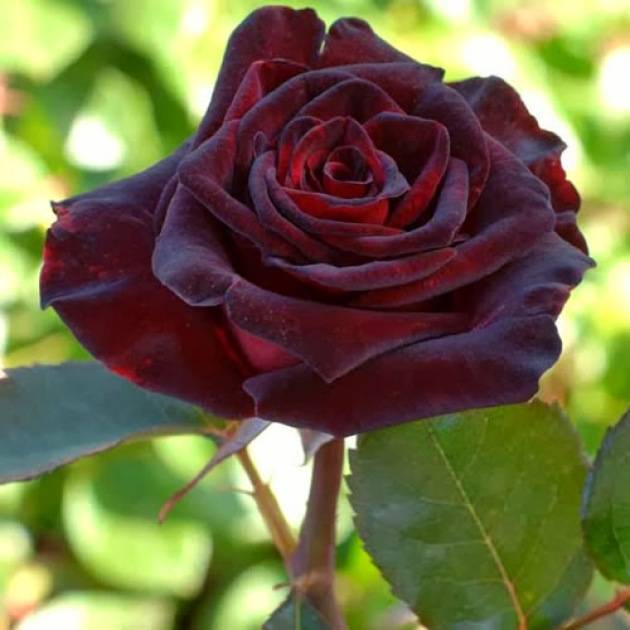 О розе Black prince: описание и характеристики, выращивание сорта кустовой розы