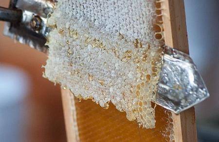Пчелиный забрус (печатка мёда) — польза и вред, лечебные свойства и противопоказания, как принимать, можно ли глотать