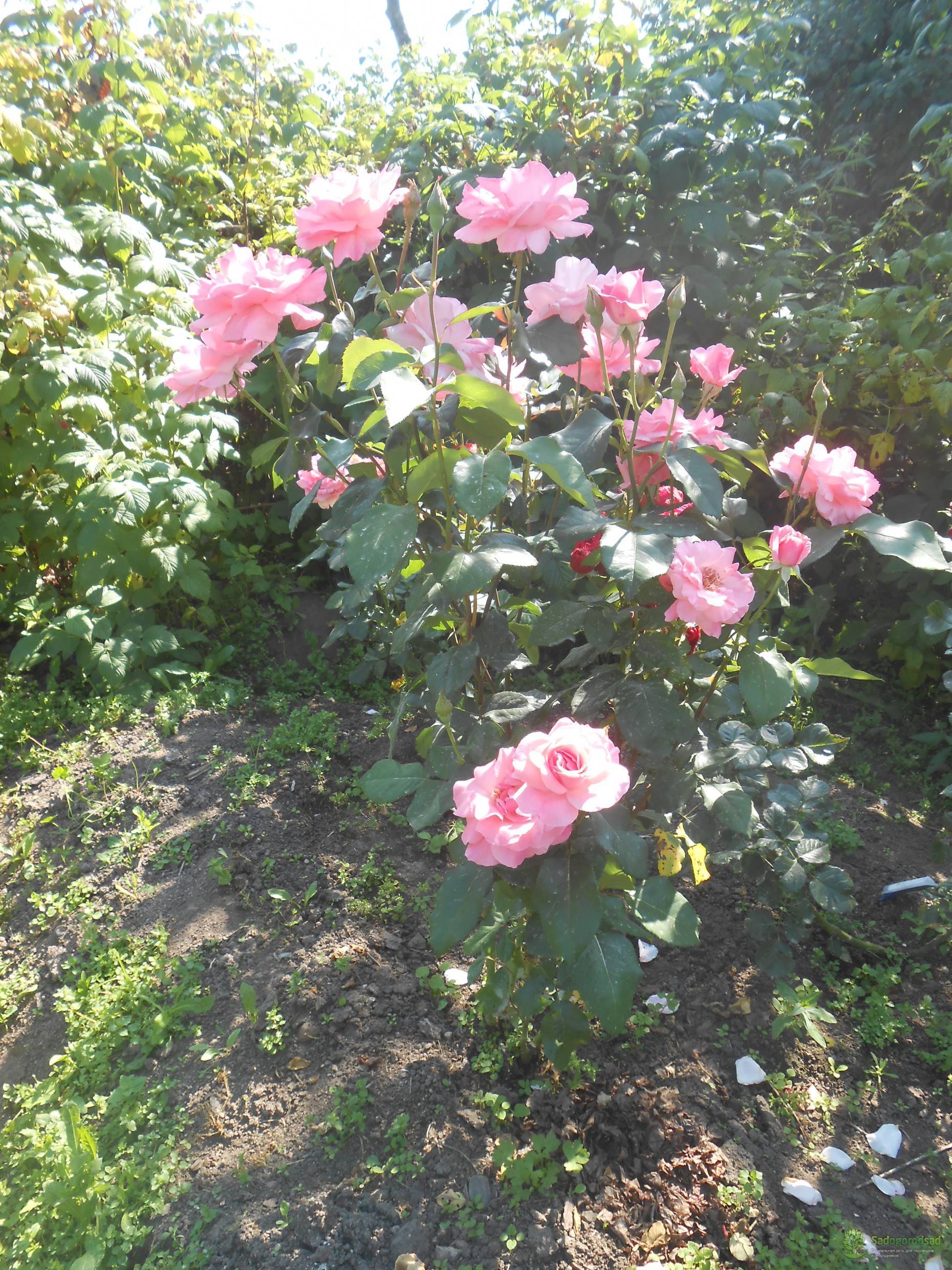 Роза квин элизабет — поясняем по порядку