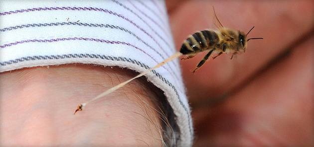 Укус осы или пчелы - как быстро снять отек после укуса, лучшие средства