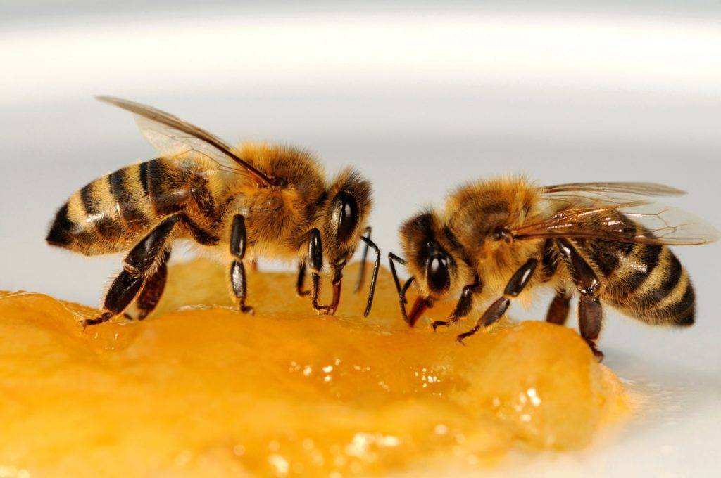 Зимняя подкормка пчел: изучаем все правила и особенности