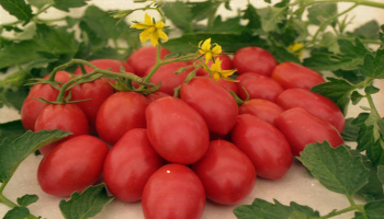 Помидоры в парнике — выращивание от а до я. пошаговая инструкция и советы как вырастить томаты в домашних условиях (95 фото)