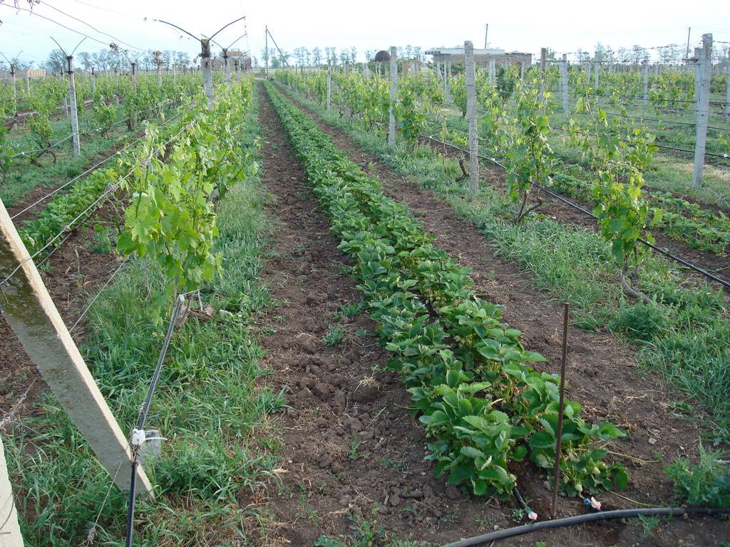 Кислотность почвы для винограда. какая почва нужна для винограда