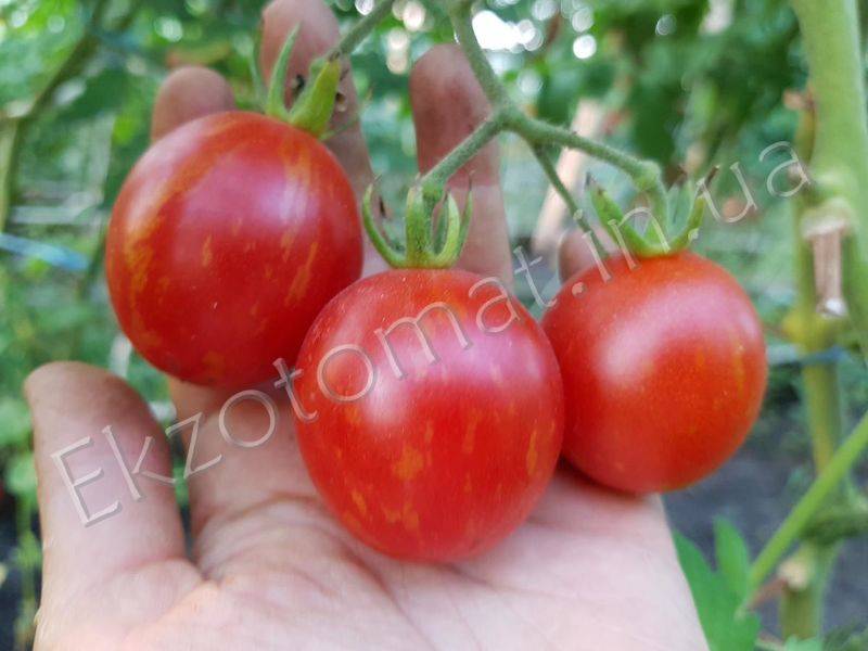 О томате Пасхальное яйцо: описание сорта, характеристики помидоров, посев