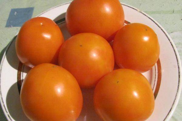 Томат тамара: описание сорта помидор, особенности выращивания и фото
