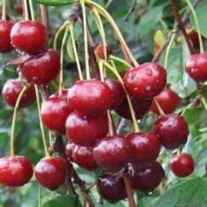 Сорт вишни молодежная — отзывы. негативные, нейтральные и положительные отзывы