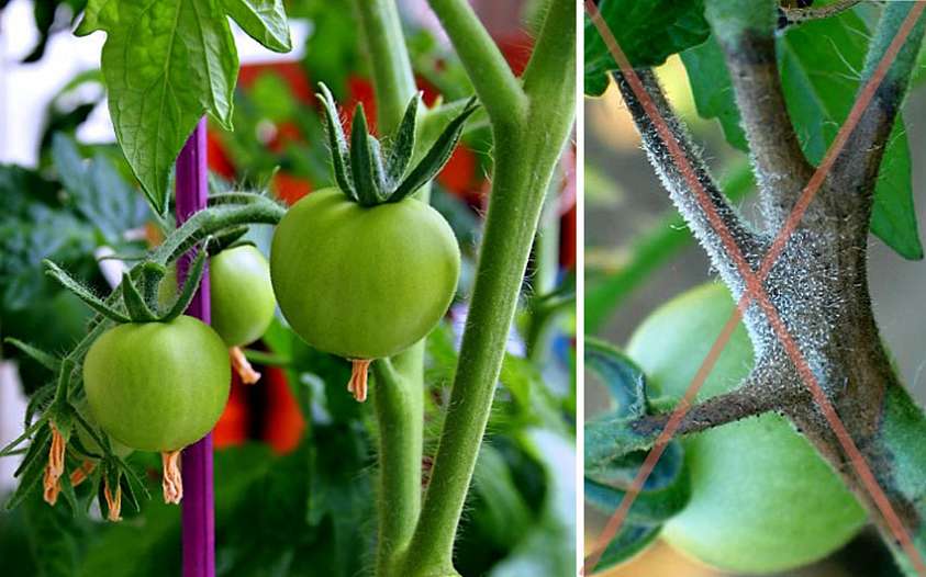 Что такое фитофтора, как появляется на на рассаде помидоров и каким образом от нее избавиться?