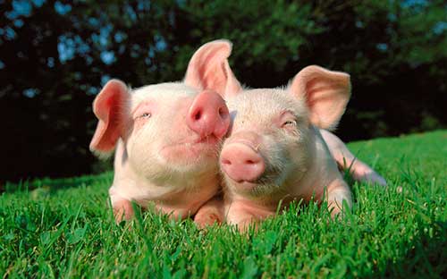 Характеристика и описание крупной белой породы свиней