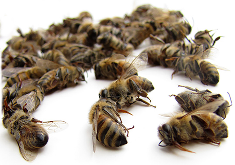 Пчелиный подмор: применение в народной медицине
