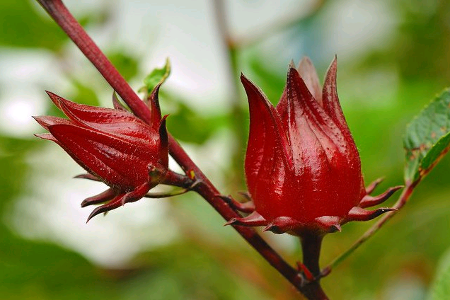 Суданская роза, каркаде (гибискус): описание, выращивание, польза
