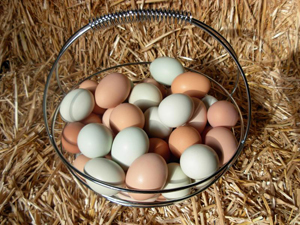 Яйца цесарки: полезны или нет?