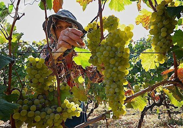 Всё о винограде кишмиш: описание, сорта, посадка и выращивание