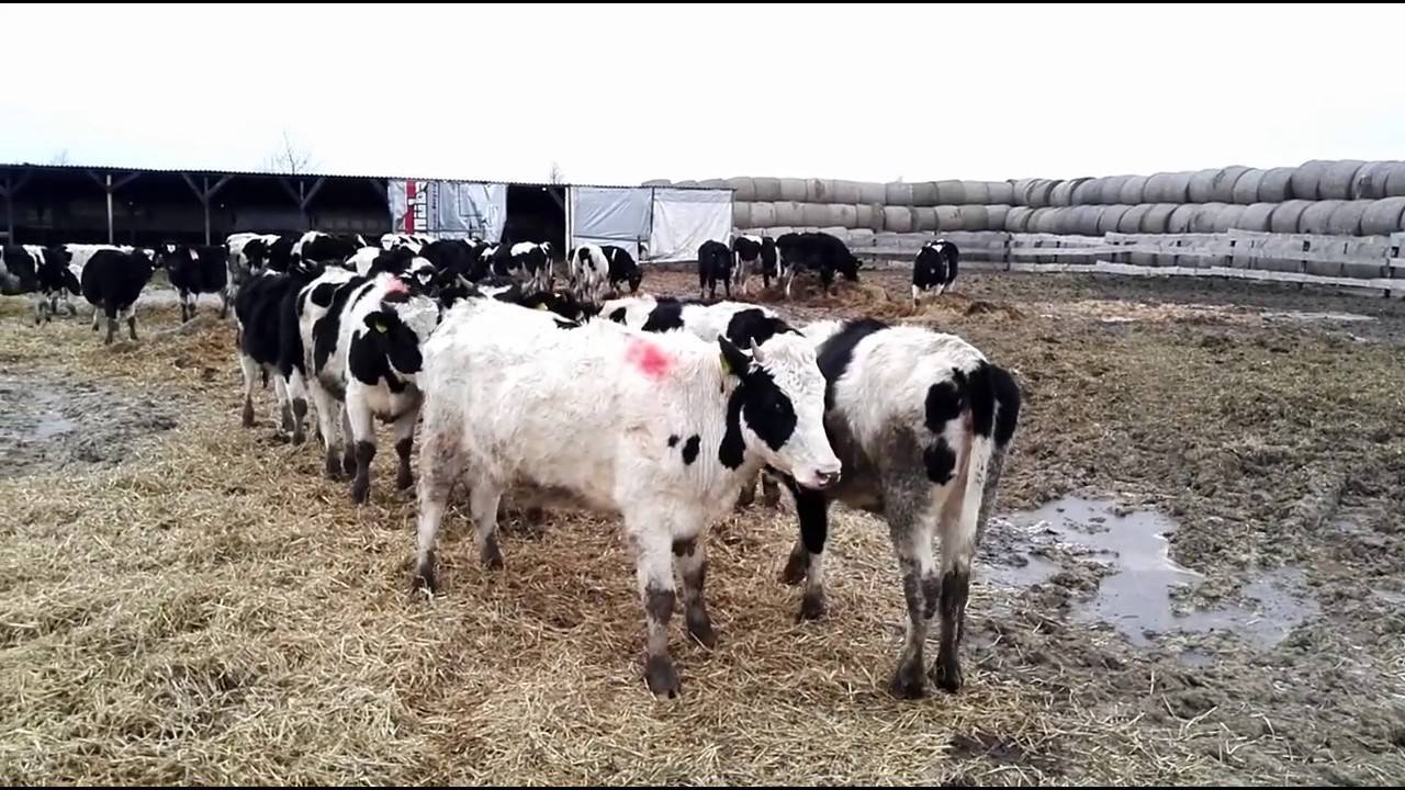 Процесс спаривания коров
