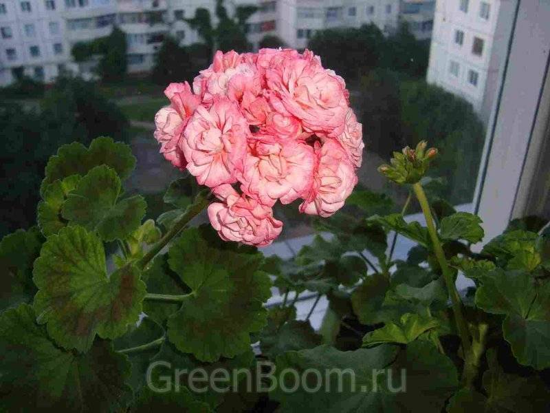 Почему пеларгонию дениз считают лучшей из розебудных сортов растения, и как ухаживать за этим цветком?