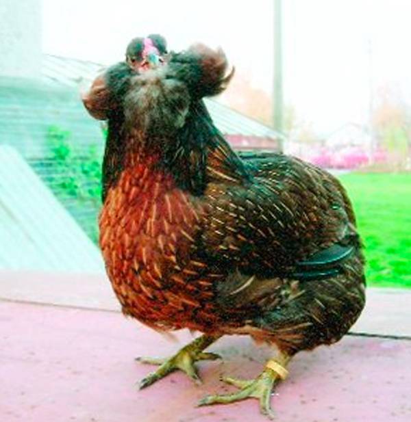 Куры араукана (28 фото): описание породы. как разводить цыплят? как их выращивать? отзывы владельцев