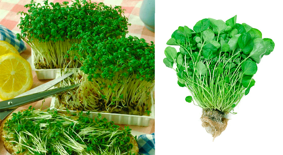 Кресс салат на подоконнике: как выращивать самостоятельно - 3 лучших способа!