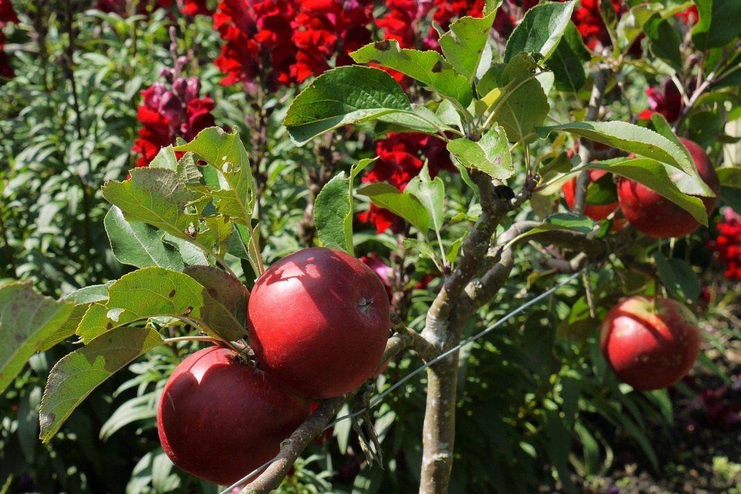 Весенняя подкормка плодовых деревьев и ягодных кустарников