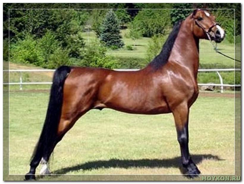 Американская верховая лошадь и другие американские породы: кремовая, стандартбредная, кучерявая