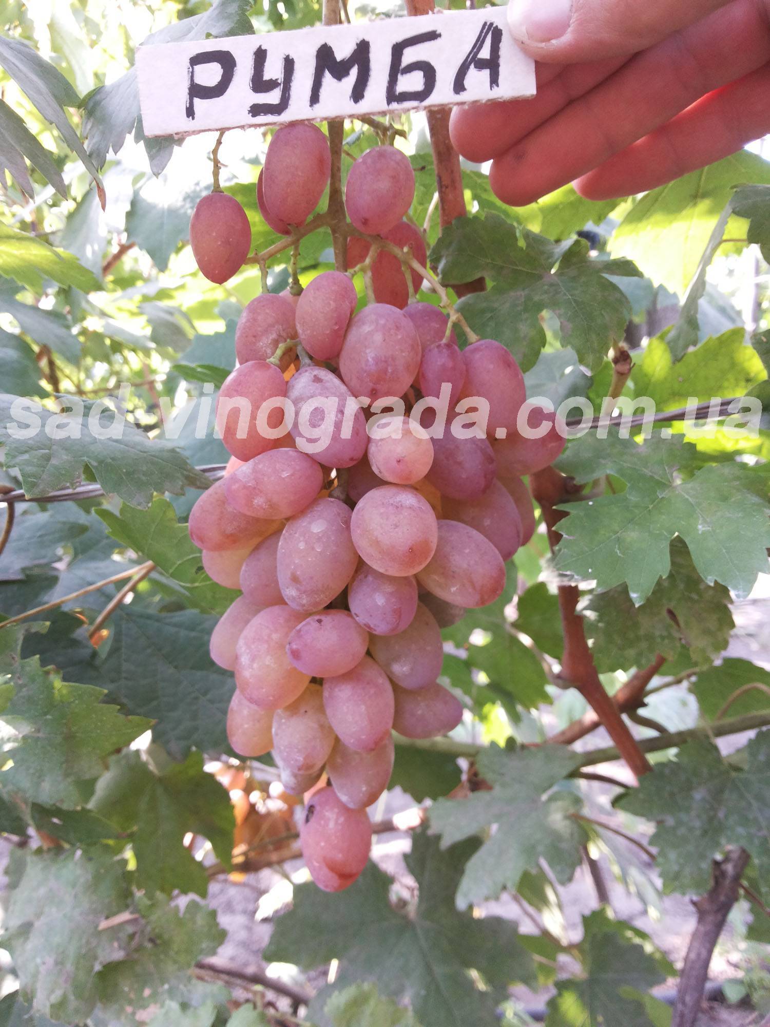 Виноград румба: характеристики сорта и 7 этапов ухода