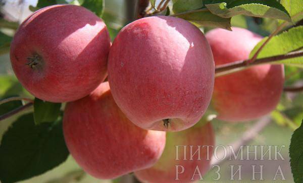 Описание сорта яблони беркутовское