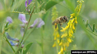 От чего помогает мед с прополисом? всем ли он полезен? - общая информация - 2020