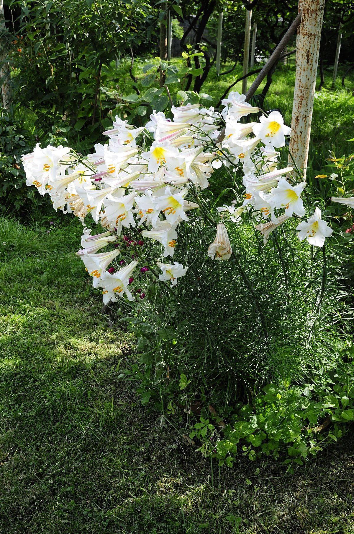 Лилия королевская (36 фото): описание цветка регале или царственная. как выглядит китайская лилия? названия белых и желтых сортов, посадка и уход