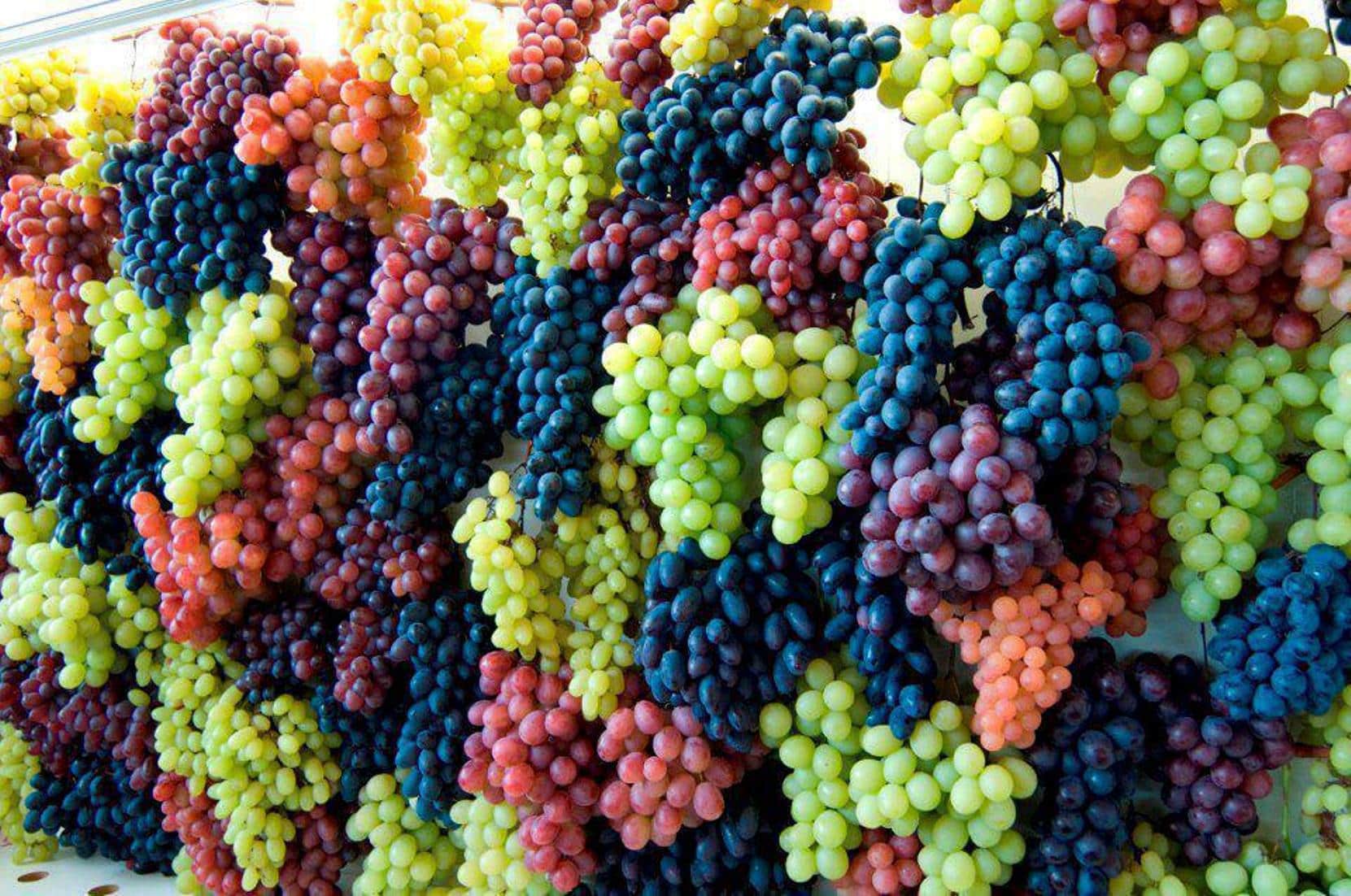 Чем подкормить виноград - самые эффективные методы и средства