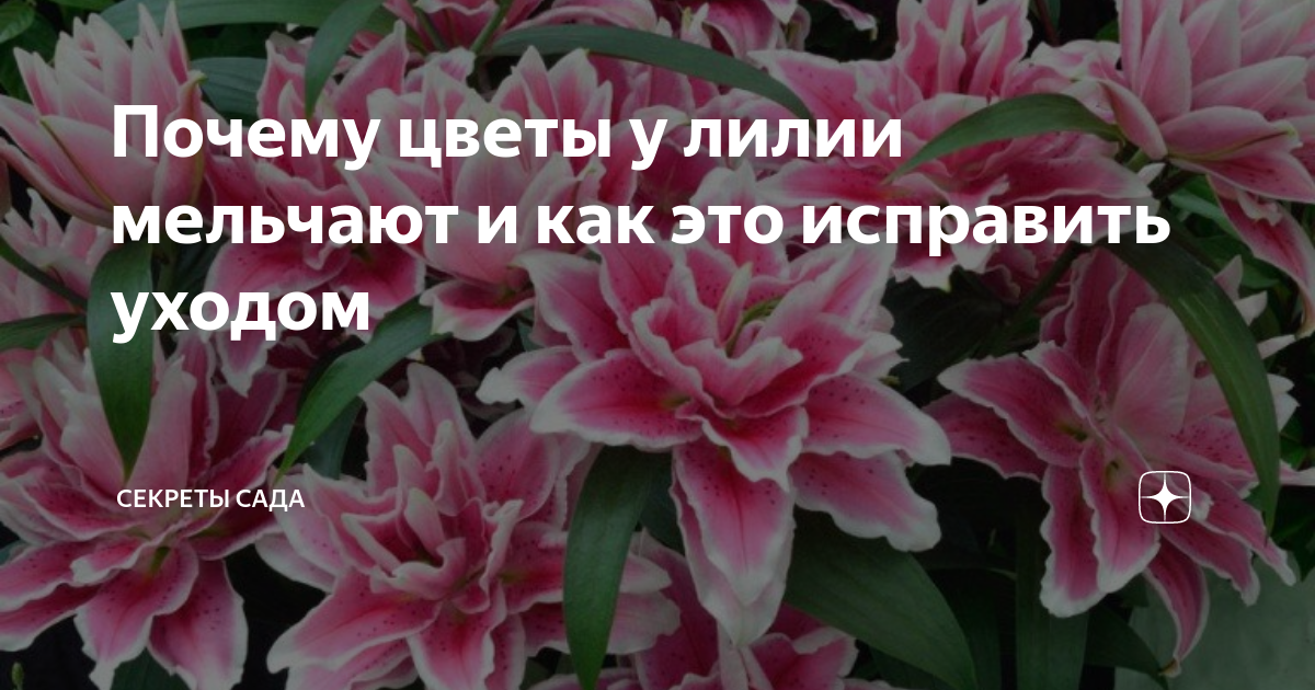 Почему мельчают цветки у лилий | pokayadoma.ru