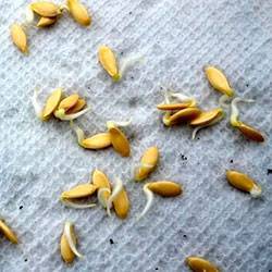 Как прорастить семена огурцов - 115 фото как правильно и быстро прорастить основные сорта