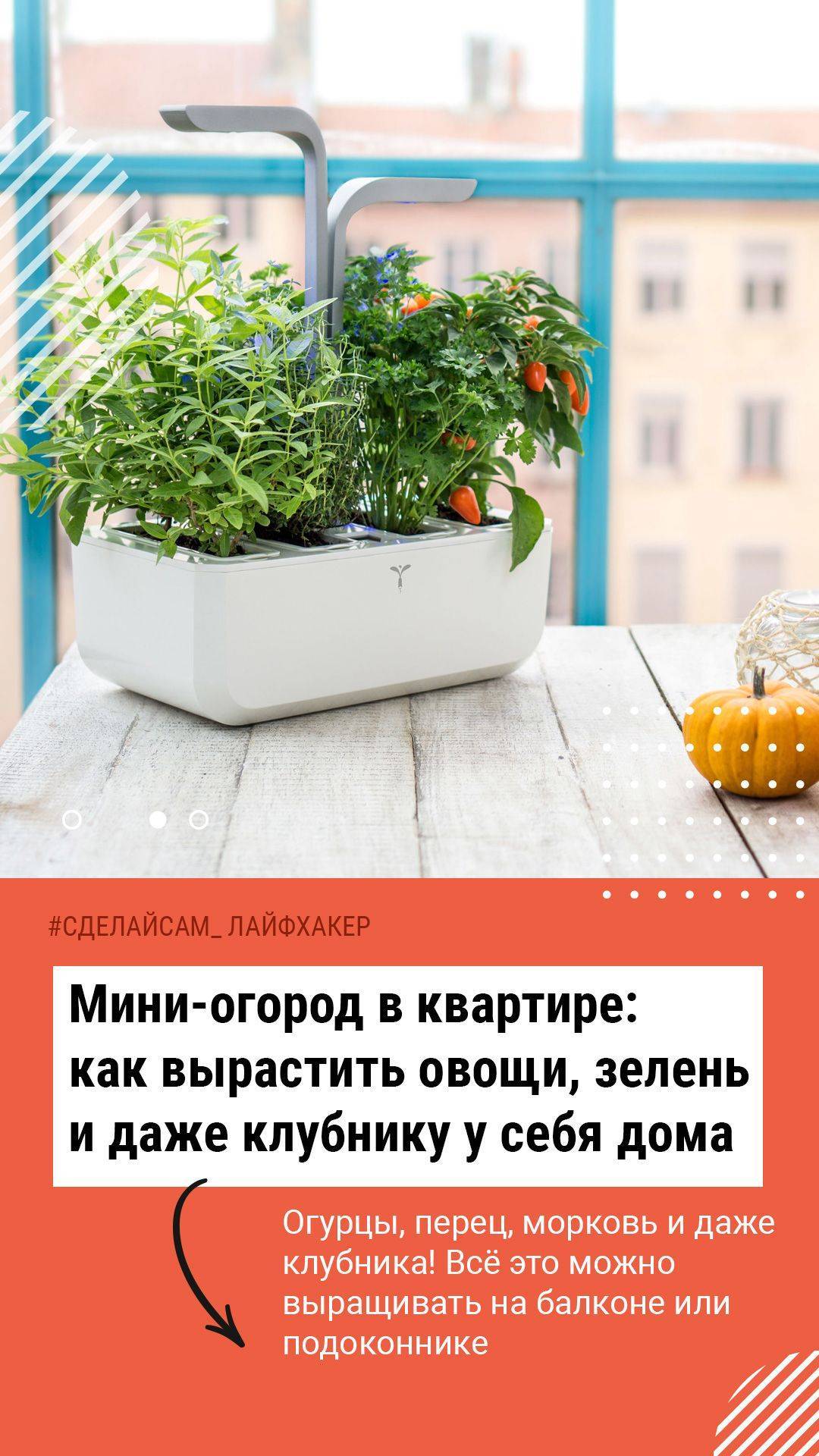 Огород на подоконнике: что полезного и вкусного можно вырастить у себя дома