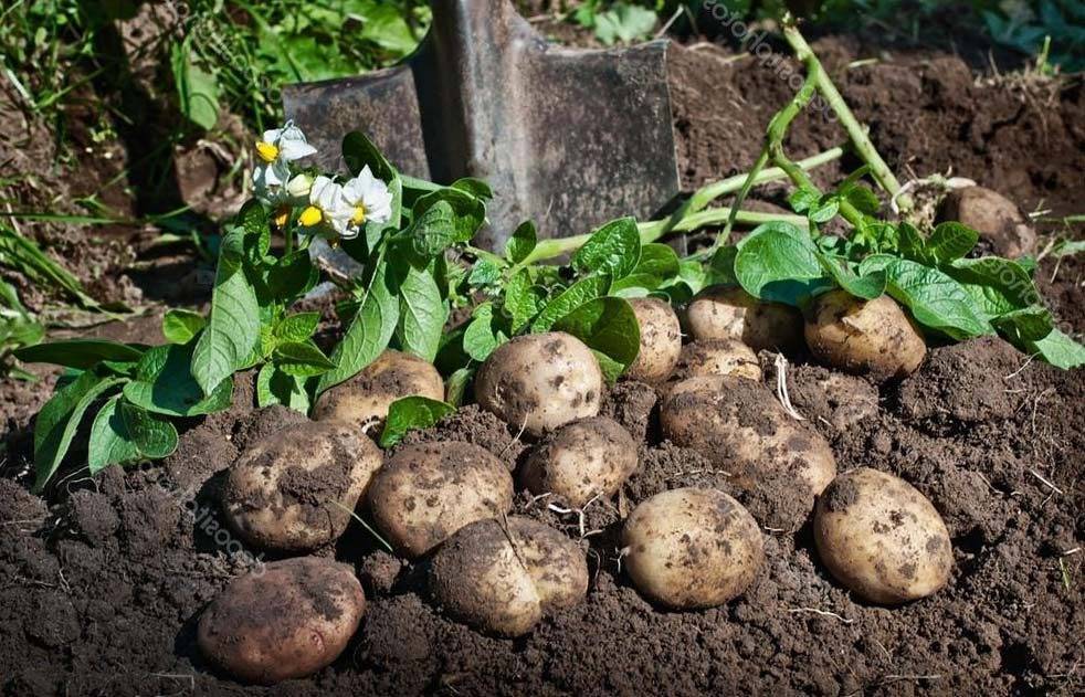 Любительское руководство: как сажать картофель в открытый грунт