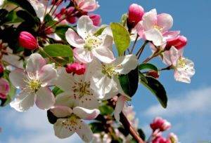О цветении яблони: когда зацветает, сколько дней цветет (до какого числа)