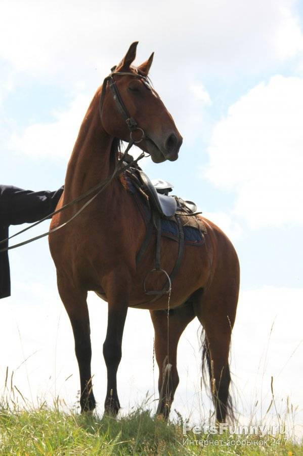 Кабардинская лошадь